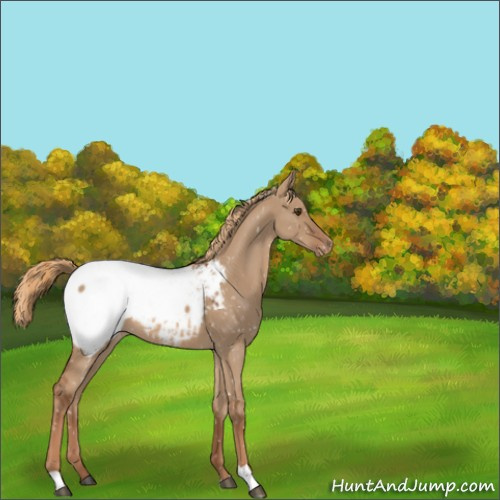 Horse Color:Red Dun Appaloosa 