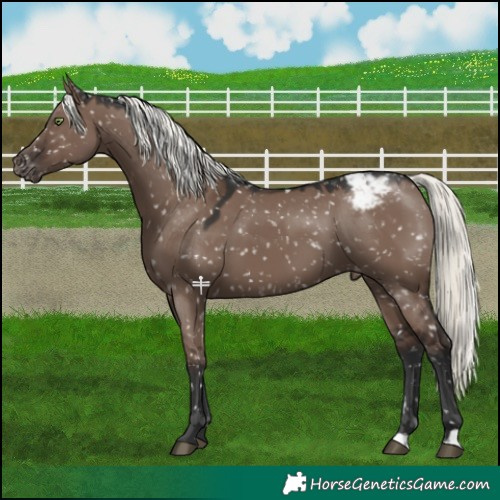 Horse Color:Liver Red Dun Mushroom Snowcap 