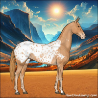Horse Color:Chestnut Appaloosa 