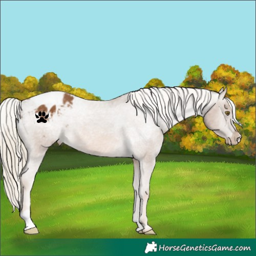 Horse Color:Chocolate Palomino Appaloosa 