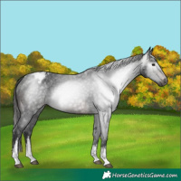 Horse Color:Gray White Spotted Brown Appaloosa 