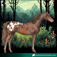 Horse Color:Chestnut Appaloosa 