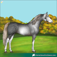 Horse Color:Gray White Spotted Liver Chestnut