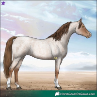 Horse Color:Liver Red Roan Pearl Tobiano Frame 
