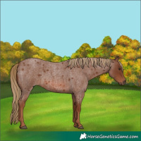 Horse Color:Red Roan