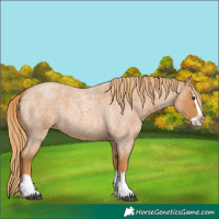 Horse Color:Red Roan Splash 
