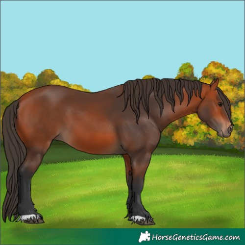 Horse Color:Bay 