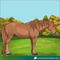 Horse Color:Chestnut 
