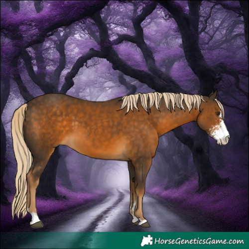 Horse Color:Chocolate Palomino Sabino 