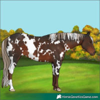Horse Color:White Spotted Liver Chestnut