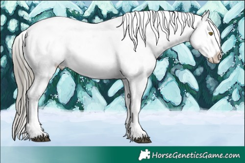 Horse Color:White Spotted Liver Chestnut Mushroom Appaloosa 