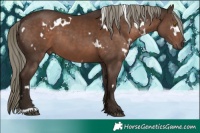 Horse Color:White Spotted Liver Chestnut Mushroom