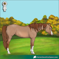 Horse Color:Red Dun 