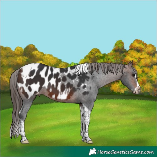 Horse Color:Brown Splash Tobiano Appaloosa 