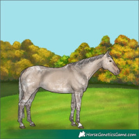 Horse Color:Silver Brown Ice Dun 