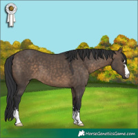 Horse Color:Brown Dun 