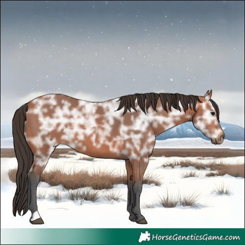 Horse Color:Bay Ice 