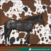 Horse Color:Smoky Black