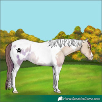 Horse Color:Liver Red Dun Pearl Tobiano Blanket Rabicano 