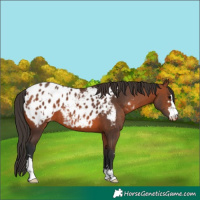Horse Color:Bay Appaloosa  and Bay Appaloosa 