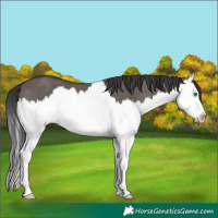 Horse Color:Smoky Grullo Splash 