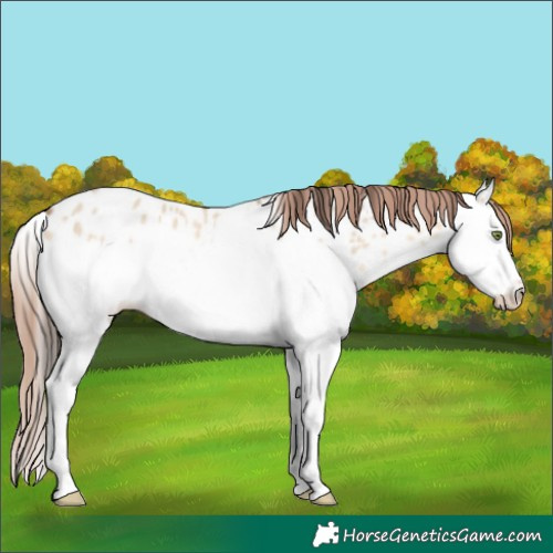 Horse Color:Amber Champagne Dun Splash Appaloosa
