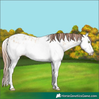 Horse Color:Amber Champagne Dun Splash Near Leopard 