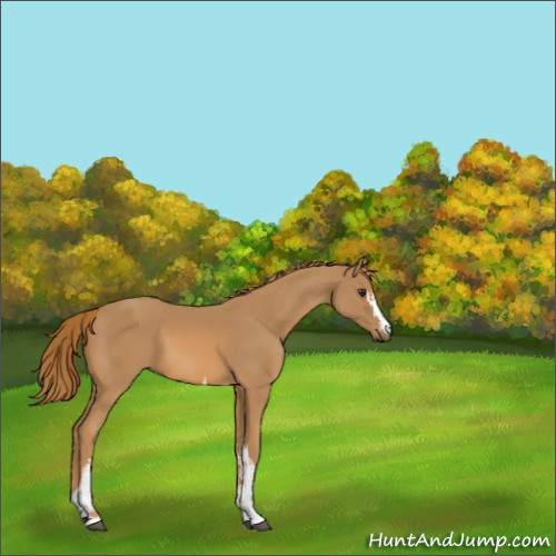 Horse Color:White Spotted Chestnut