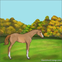 Horse Color:White Spotted Chestnut 