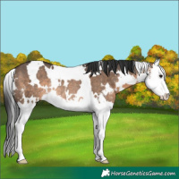 Horse Color:White Spotted Brown Dun Sabino Splash Rabicano 