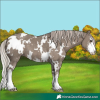 Horse Color:White Spotted Silver Grullo Sabino 