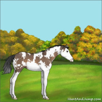 Horse Color:White Spotted Brown Dun Splash 