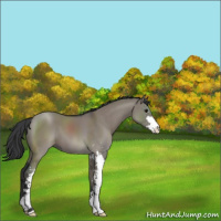 Horse Color:Grullo Sabino
