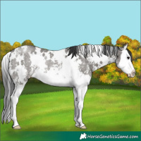 Horse Color:White Spotted Grullo Sabino Splash Rabicano 