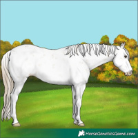 Horse Color:Chocolate Palomino Dun Sabino Rabicano 