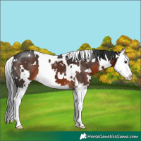 Horse Color:White Spotted Brown Sabino Splash 
