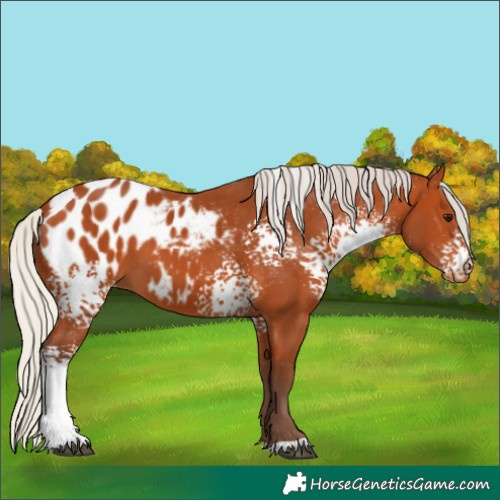 Horse Color:White Spotted Silver Bay Appaloosa 