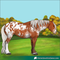 Horse Color:White Spotted Silver Bay Appaloosa 