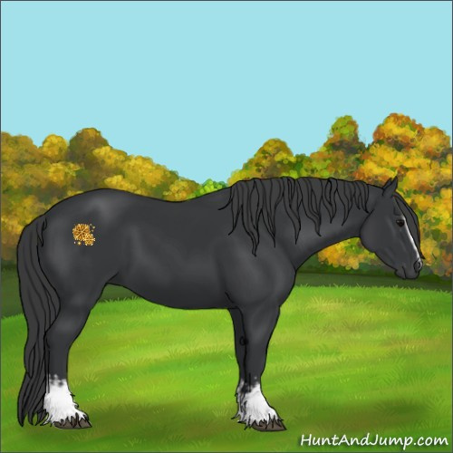 Horse Color:White Spotted Black 
