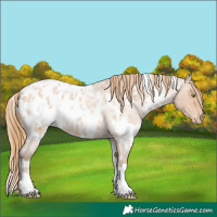 Horse Color:White Spotted Bay Roan Pearl Appaloosa 