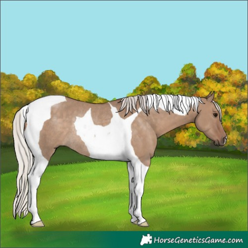 Horse Color:Silver Grullo Tobiano Rabicano