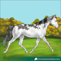 Horse Color:White Spotted Grullo Splash 