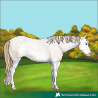 Horse Color:White Spotted Bay Pearl Dun Splash