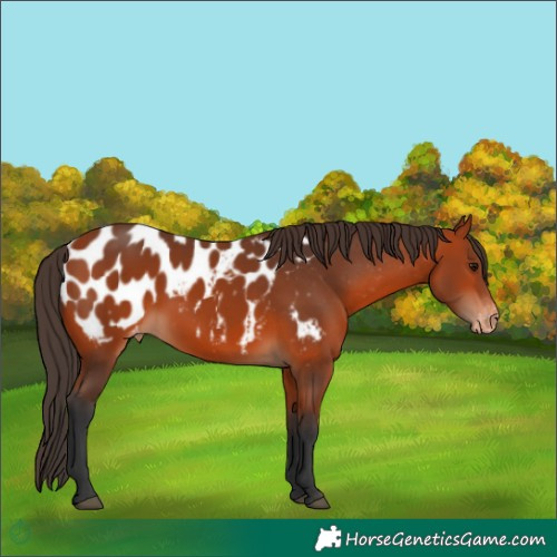Horse Color:Bay Appaloosa 