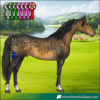 Horse Color:Buckskin 