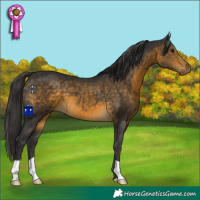 Horse Color:Buckskin 