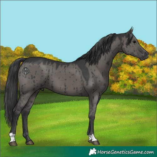 Horse Color:Grullo Brindle 