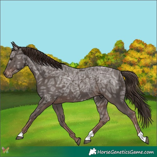 Horse Color:Liver Chestnut Ice 