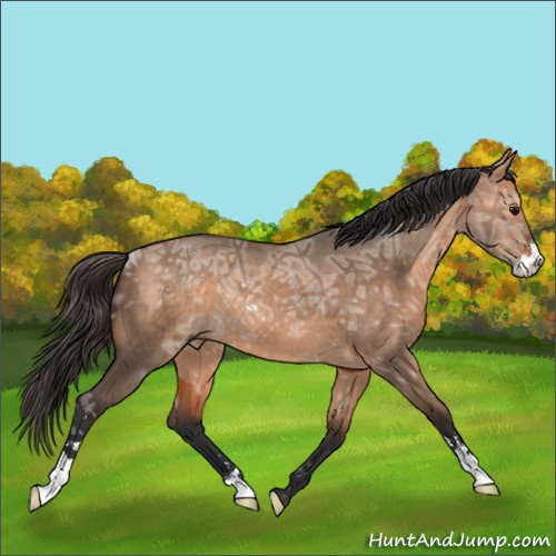 Horse Color:Bay Ice Dun Sabino Rabicano 