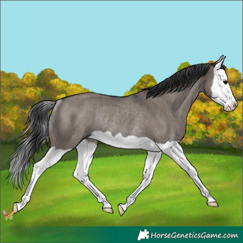 Horse Color:Grullo Splash Rabicano 